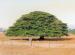 Guanacaste tree, central Costa Rican grasslands