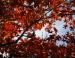 Scarlet Oak, Lewisville, Texas