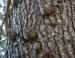 Characteristic bumps, Deodar Cedar, Sidney, BC