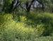 Early summer Coppell, Texas: Maple, Elm, Hackberry forest