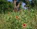 Texas Firewheels, Maple, Oak, Elm urban forest