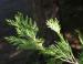 Incense Cedar, Giant Redwood and Sequoia National Forest, CA