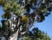 Juniper Mistletoe parasite, Grand Cayon, AZ
