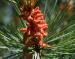 Ponderosa Pine Male flower, Sidney, BC