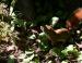 Red Squirrel, Stony Swamp Trail, Ottawa, Ontario