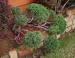 Juniper topiary, Lewisville, Texas