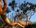Arbutus, younger bark