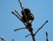 Tan Oak acorns, northern Texas