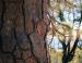 Ponderosa Pine, Yosemite Natl Park, California