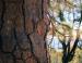 Ponderosa Pine, Yosemite Natl Park, California