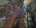 Giant Redwood, John Muir Redwood Forest, CA