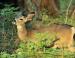 White tailed deer, Sequoia leaves, California