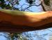 Arbutus, Vancouver Island, BC
