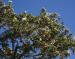 Juniper, Grand Canyon, AZ 