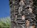 Pinyon bark, Grand Canyon, Arizona