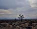 Cactus Tree, Mohave Desert, Arizona