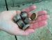 Scarlet Oak acorns, Lewisville, TX