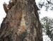 Mexican Pine, Sierra Madres Mountains, Mexico