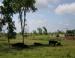 Cattle farm, northern New York State