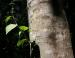 Red Alder, Vancouver Island, BC