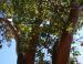 Arbutus branches, leaves