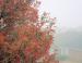 Scarlet Oak in December, Lewisville, TX