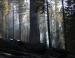 Smouldering Redwoods and Sequoias, Sequoia National Forest, CA