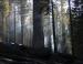 Smouldering Redwoods and Sequoias, Sequoia National Forest, CA