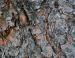 Whitebark Pine, Gillette, Wyoming 
