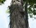 Shagbark Hickory, southern Ohio