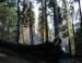 Smouldering Sequoias, Sequoia National Forest, CA