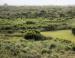 The Outer Banks, NC scrubby brush: Junipers, Hawthorn
