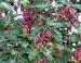 Arbutus fruit