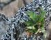 Garry Oak, Victoria, BC