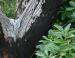 Burnt Arbutus, new leaf growth