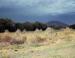Trees line farm fields, southwestern Mexico