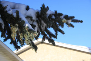 Blue Spruce, Edmonton Alberta