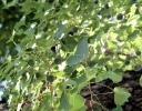 Cottonwood seeds, Dallas, Texas