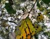 Filigree 01, Coppell, Texas