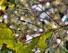 Filigree 02, Coppell, Texas