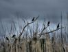 Grackles, marsh, Croatian Sound Bridge, North Carolina