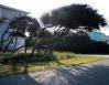 Hawthorn, Kitty Hawk, North Carolina