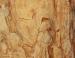 Mineralized wood, Holbrook, Arizona