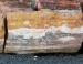 Mineralized wood, Holbrook, Arizona