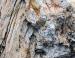 Mineralized wood, Holbrook, Arizona
