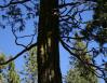 Incense Cedar, Yosemite National Park, California