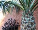 Palm outside Uptown Dallas restaurant, Texas