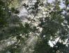 Sun Shower, Scarlet Oak, Texas