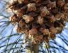 Foothills Pine cone, central California