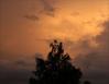 Bald Cypress, Autumn storm, Dallas, TX